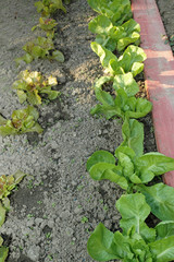 Semis de salades dans un jardin