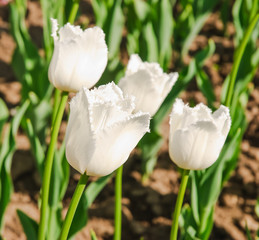 White fringed tulips (Tulipa). The Sort Of 
