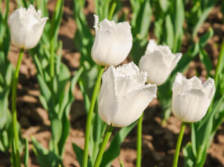 White fringed tulips (Tulipa). The Sort Of 