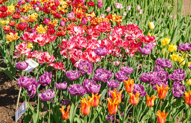 Exhibition of variety of tulips. Beautiful double tulips of different colors