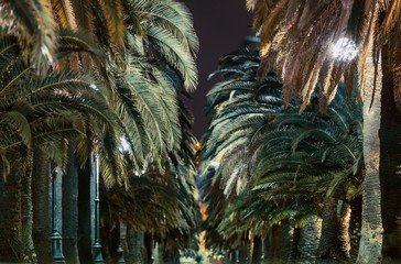 Palm Trees Alley at Night