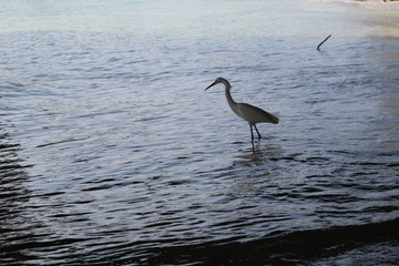 Egret on the ocean