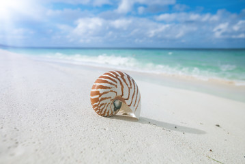 nautilus shell  on golden beach