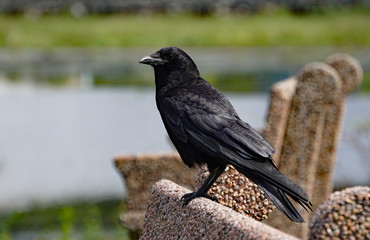 Crow pirched on a Bench