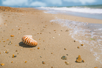Fototapeta na wymiar nautilus shell on peblle beach