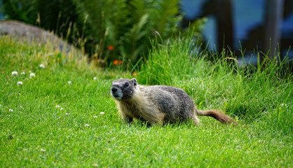 Marmot on Grass
