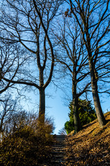 branching in the sky