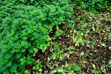 green mint plant grow at vegetable garden