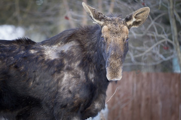 Close up of a young moose.
