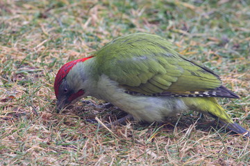 Pic vert, Picus viridis