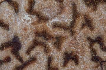 Close Up Texture of Nutmeg