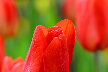 tulip