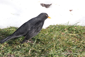 Merle noir, Turdus merula