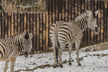 Zebra in winter cloudy nice day in north Bohemia