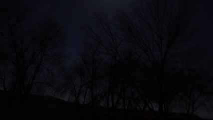 Fototapeta premium Puppy dog exploring pnw