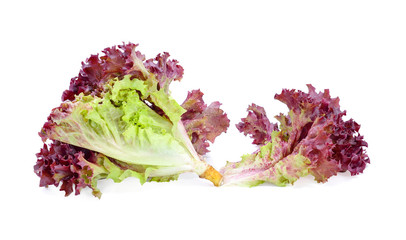 Red oak lettuce on white background