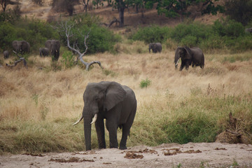 A Herd of Elephants in Tanzania