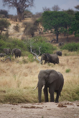 Elephants Along the Tarangire River