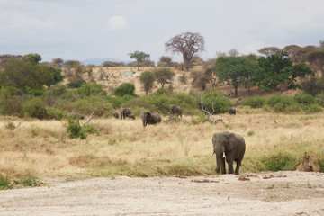 Fototapeta premium A Lone Elephant by the Tarangire River