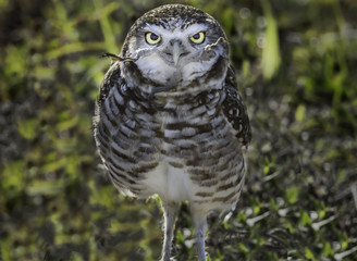 Burrowing Owl Cape Coral Florida