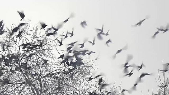 flock of birds taking crow off from a tree, flock of crows black bird dry tree