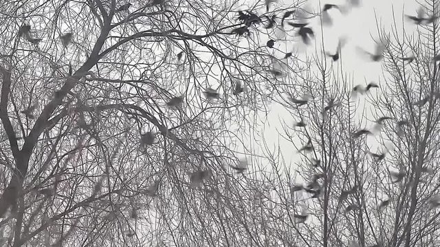 flock of birds taking off crow from a tree, flock of crows black bird dry tree