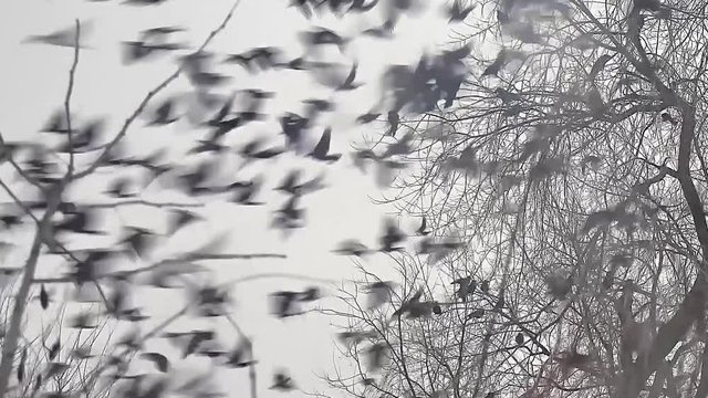 flock of birds taking off from crow a tree, flock of crows black bird dry tree