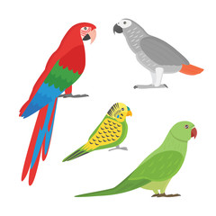 Cartoon tropical parrot wild animal bird vector illustration.