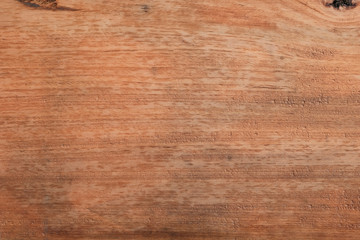 Fototapeta premium texture of bark wood use as natural background