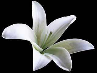 lily white flower.  isolated  with clipping path on a black  background. beautiful lily.  for design. Closeup.