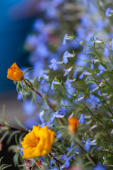 Among Strangers 2 (Portulaca flower surrounded lobelias)