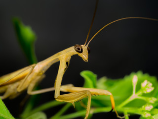 Closeup of brown mantis in natural