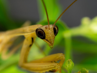 Closeup of brown mantis in natural