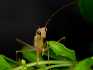 Closeup of brown mantis in natural