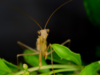 Closeup of brown mantis in natural