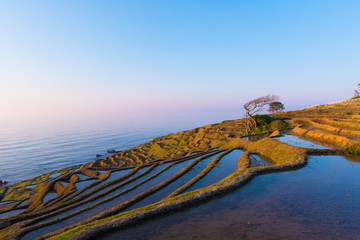 Fototapeta na wymiar Shiroyone Senmaida,The One Thousand Rice Fields in Noto,Ishikawa,Japan