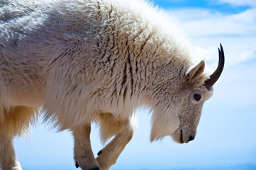 Mountain Goat Exploring on Mount Evans in Colorado