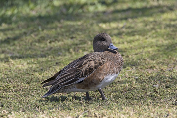 Bird duck at the shore of the Los Angeles River in the winter