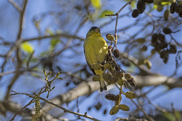Bird common yellow bird at tree perch at the Los Angeles River