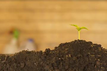 Seedlings and agricultural tools with wooden background.Concept and idea
