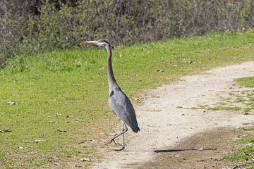 Bird heron walking at the Los Angeles River banks