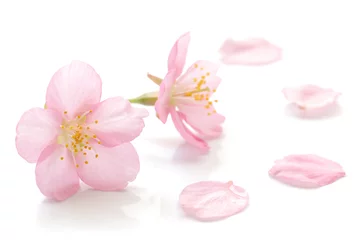Fotobehang Japanse kersenbloesem en bloemblaadjes © Naoki Kim