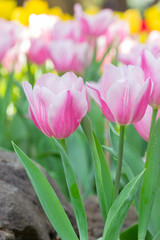 Beautiful bouquet of pink tulips flower field