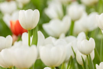 focus on white tulips in the garden