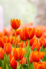 Fototapeta premium colorful orange tulips flowers in the garden