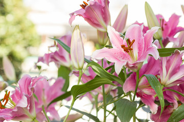 pink Lily flower in the garden