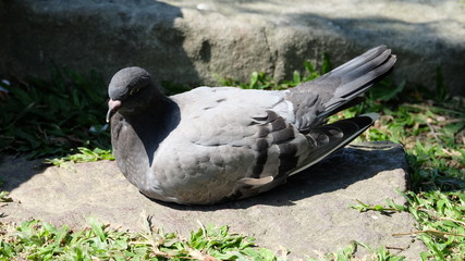 A dove resting and sun bathing on a rock, in a garden, on a sunny day.