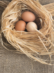 Nest of Dry Grass and Three Brown Chicken Eggs
