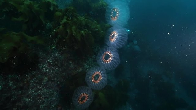 Scuba diving past chain of salps, Poor Knights Islands