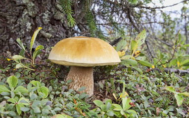 Bolete mushroom in Canada